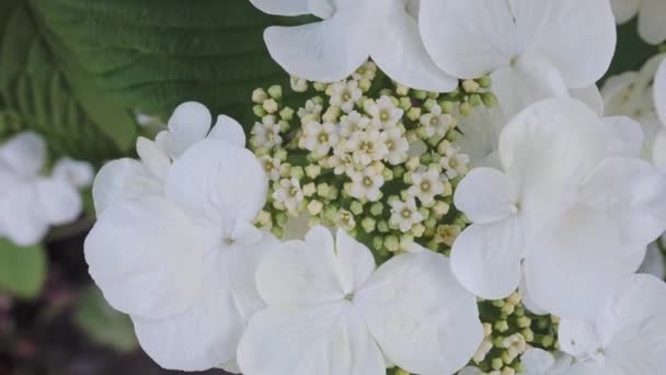 Viburnum Plicatum Известный Японский Снежок Китайский Снежок Является Красивым Цветущим — стоковое видео