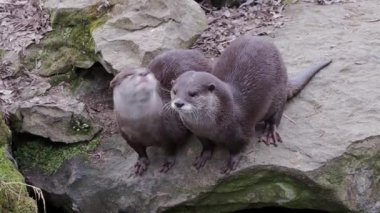 İki küçük Asya su samuru, Aonyx cinereus