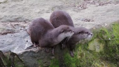 İki küçük Asya su samuru, Aonyx cinereus