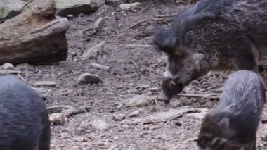 Az bulunur Visayan siğil domuzu ve domuz yavrusu Sus cebifrons negrinus