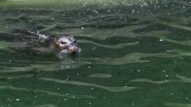 Liman Seal (Phoca vitulina) başını yeşil su üstünde