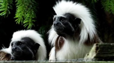 Pamuk kaplı tamarin (Saguinus oedipus) küçük maymunlar