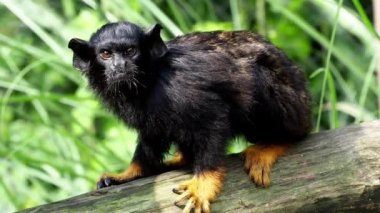 Altın elli Tamarin. Dalda oturan Tamarin Saguinus Midas. Vahşi yaşam hayvanı.