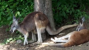 Doğada Kangurular (Macropus rufus)