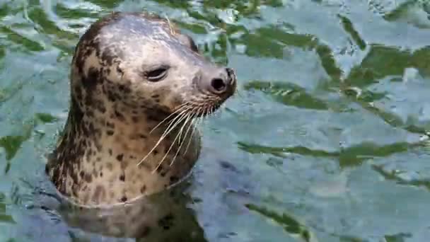 Тюлень Звичайний Тюлень Vitulina Його Голову Над Водою Зелений — стокове відео
