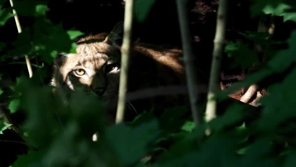 Rys Ostrovid Portrét Divoká Kočka Skrytá Zelené Větve Zvíře Přírodě — Stock video