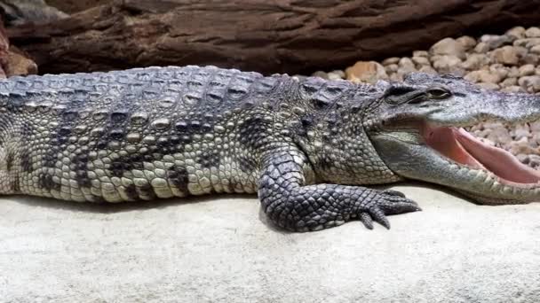Sziámi Krokodil Crocodylus Siamensis Tátott Szájjal — Stock videók