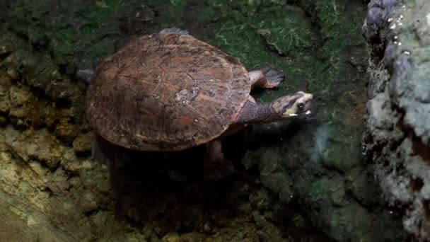 Schildkröte Klettert Aus Dem Wasser Auf Die Felsen — Stockvideo
