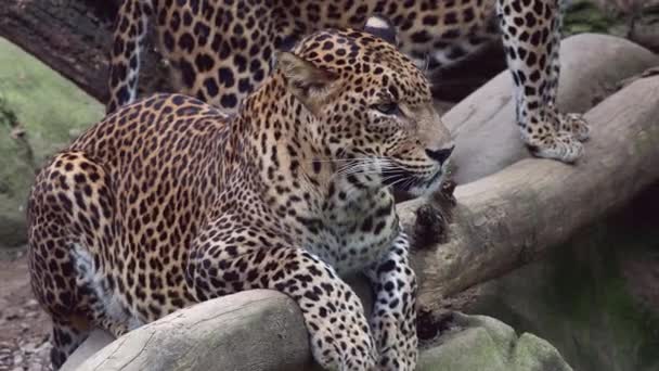 Leopardo Ceylon Panthera Pardus Kotiya Gatto Maculato Grande — Video Stock