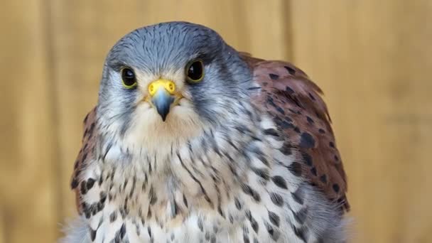Common Kestrel Falco Tinnunculus Bird Prey Portrait Rest — 비디오