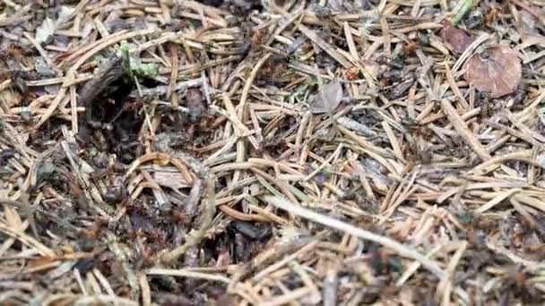 Ameisen Arbeiten Ameisenhaufen Wald — Stockvideo