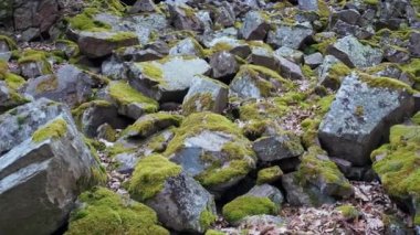 Yosun kaplı taş yığını