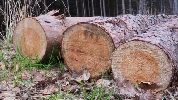 Troncos Árvores Derrubadas Pela Estrada Floresta — Vídeo de Stock