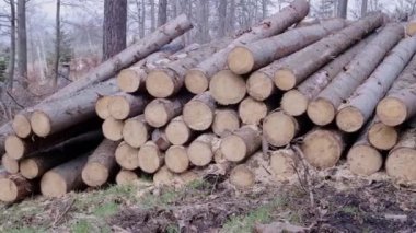 Orman çamı ve çam ağaçları. Kütük sandıkları, kereste sanayisi..
