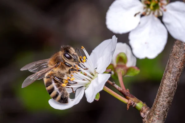 Bee Collects Pollen Flowers Tree — Stock Photo, Image