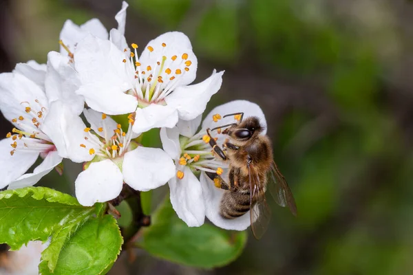 蜜蜂在树上的花朵上采集花粉 — 图库照片