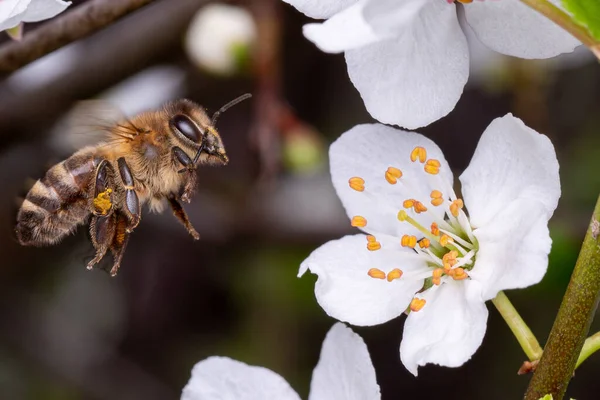 Lebah Madu Terbang Mengumpulkan Serbuk Sari Dari Bunga Pohon Bee — Stok Foto