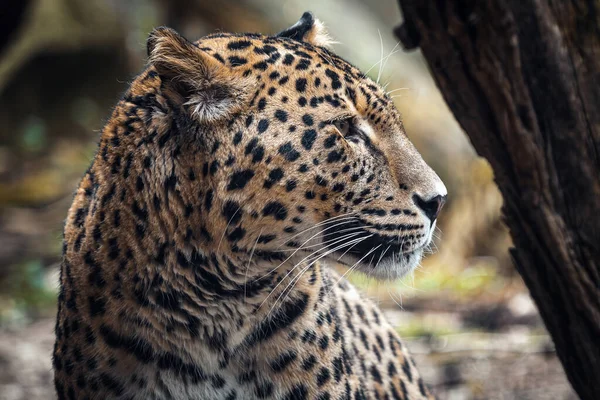 Perský Leopard Panthera Pardus Saxicolor — Stock fotografie