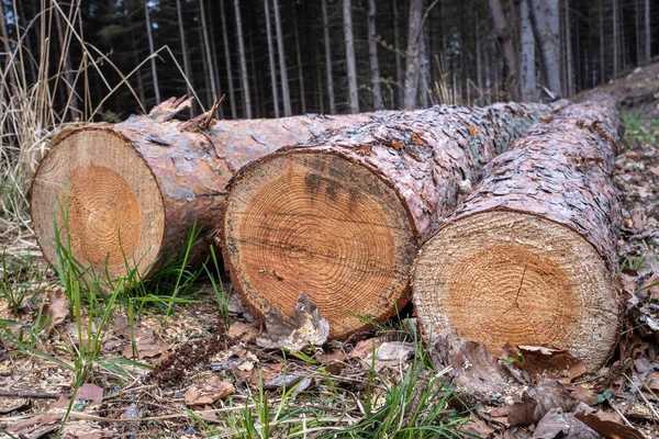 Troncos Árvores Derrubadas Pela Estrada Floresta — Fotografia de Stock