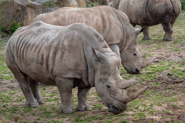 Rinoceronte Blanco Del Sur Ceratotherium Simum Simum —  Fotos de Stock