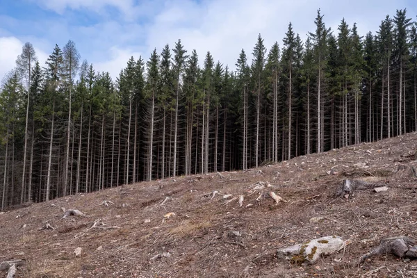 Bare Slätt Grund Avskogning Avverkad Granskog — Stockfoto