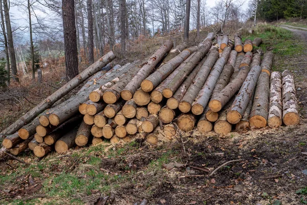 Leśne Sosny Świerki Pnie Pni Stosu Drewna Drewna Wyrębu Przemysłu — Zdjęcie stockowe