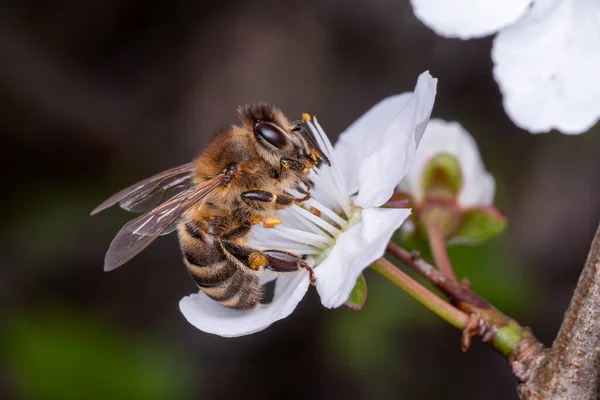 蜜蜂在树上的花朵上采集花粉 — 图库照片