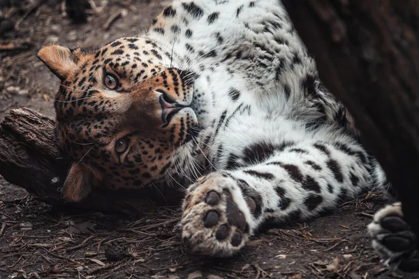 Persian Leopard Panthera Pardus Saxicolor — Stock Photo, Image