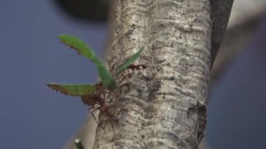 Leafcutter karıncalar çalışıyoruz