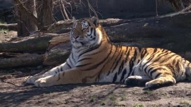 Sibirya kaplanı yalan söyler ve çevreyi gözlemler, Panthera tigris altaica