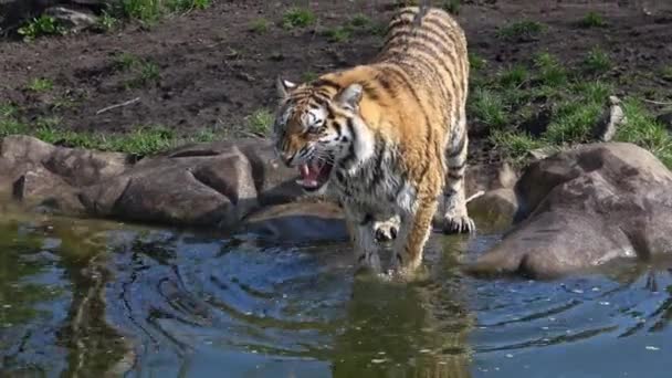 Tygrys Syberyjski Uderzający Łapą Wodę — Wideo stockowe