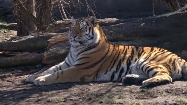 Sibiriska Tigern Ligger Och Observerar Omgivningen Panthera Tigris Altaica — Stockvideo