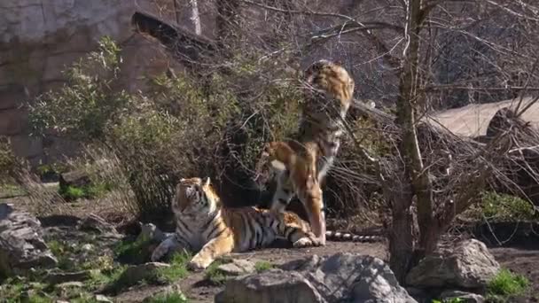 Lucha Tigre Siberiano Panthera Tigris Altaica Grandes Gatos Tigre Están — Vídeos de Stock