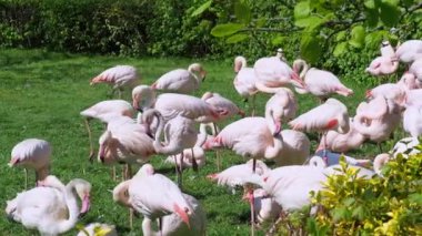 Büyük Flamingo Grubu (Phoenicopterus Roseus)