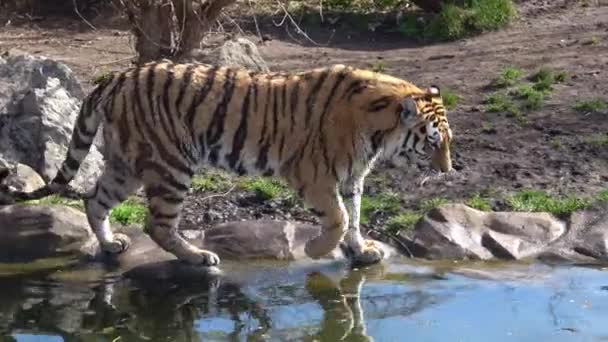 Tygrys Syberyjski Nad Stawem — Wideo stockowe