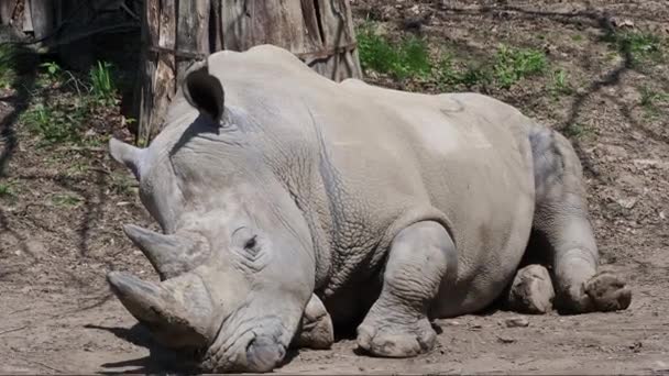 Southern White Rhinoceros Resting Ground Ceratotherium Simum Simum Critically Endangered — Stock Video
