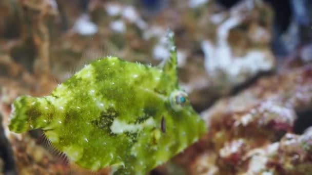 Štětinatý Ocas Monakanthid Filefish Acreichthys Tomentosus Akvarijní Ryby — Stock video