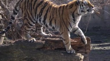 Sibirya kaplanı, panthera tigris altaica