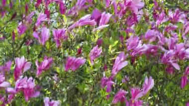 İlkbaharda manolya ağacı çiçek açar.