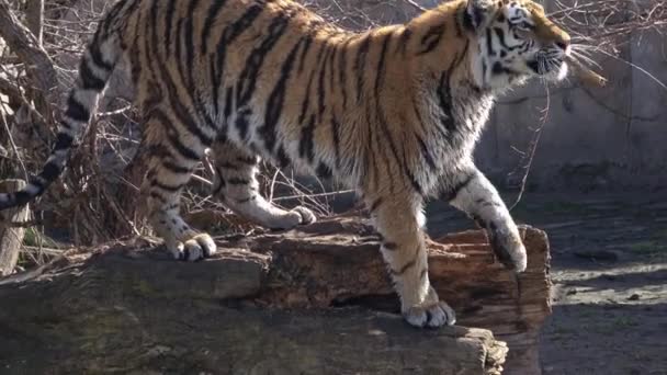 Tigre Siberiano Panthera Tigris Altaica — Vídeo de Stock