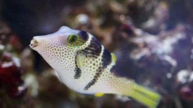 Deniz hayatı. Eyerlenmiş balon ya da siyah eyerli Toby, Canthigaster Valentini..