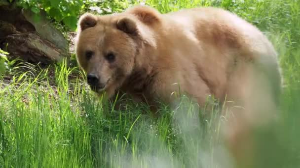 Niedźwiedź Kamczacki Trawie Ursus Arctos Beringianus — Wideo stockowe