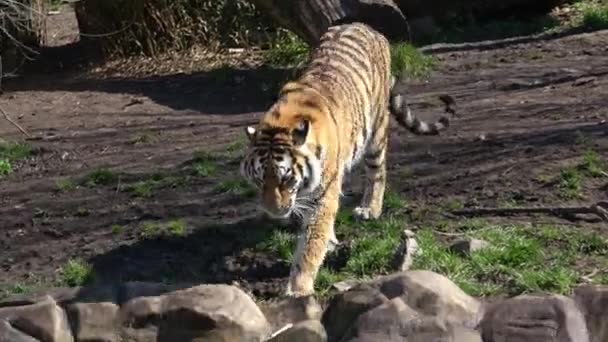 Sibirisk Tiger Vid Dammen Panthera Tigris Altaica — Stockvideo