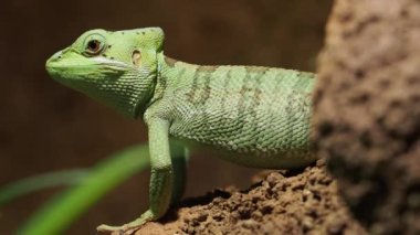 Doğu Casquehead iguana (Laemanctus longipes)