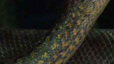Yeşil anakonda (Eunectes murinus). Büyük anakonda su altında.
