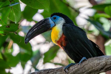 Kanal gagalı Toucan (Ramphastos vitellinus) ağaçta duruyor