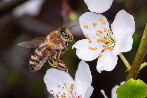 Flying Bee Collects Pollen Flowers Tree — Stock Photo, Image