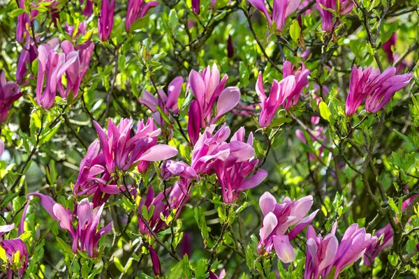 Flor Árbol Magnolia Primavera —  Fotos de Stock
