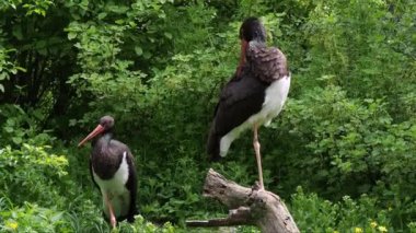 Kara leylek tüylerini temizliyor, Ciconia zencisi.