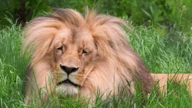 Güneybatı Afrika aslanının görkemli erkeği ya da Katanga aslanı, Panthera leo bleyenberghi